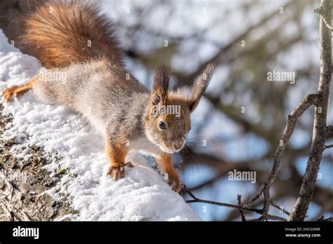 Eichhörnchen sitzt im Winter auf einem Baumstamm mit Schnee Das