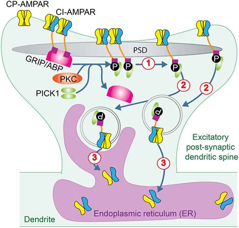 Frontiers Calcium Permeable Ampa Receptors And Excitotoxicity In