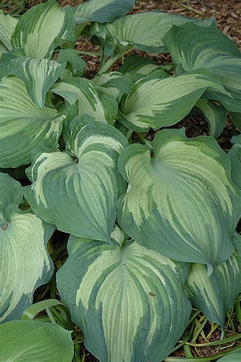 Buy Guardian Angel Hosta Lily Free Shipping Wilson Bros Gardens