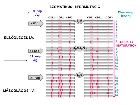 B Sejt Differenci Ci A Perif Ri N Szomatikus Hipermut Ci Ppt Let Lteni