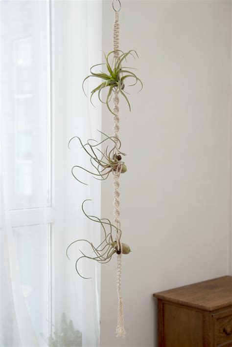 Air Plant Hanger | OnePronic