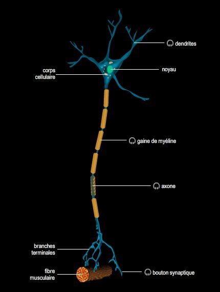 Neurone Larousse