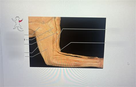 Cat Foreleg Diagram Quizlet