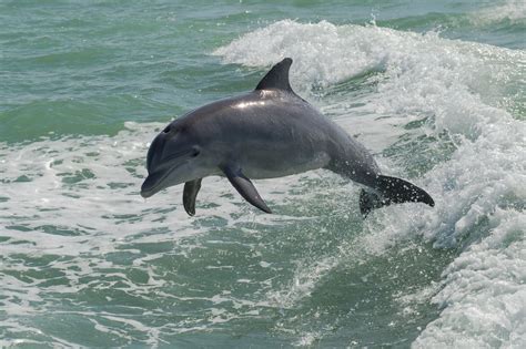 Wild Florida - Fascination Wildlife