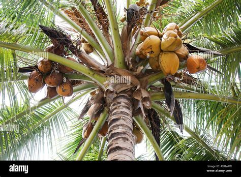 Coconut Tree With Ripe Coconuts In Holguin Cuba Stock Photo Alamy