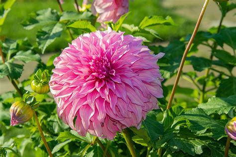 Dahlia Rosa Blomma Gratis Foto P Pixabay Pixabay