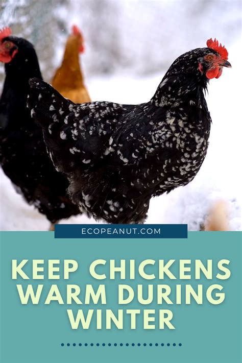 How Cold Is Too Cold For Chickens Artofit