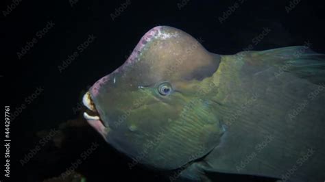 A Giant Fish With A Bump On Its Head Met Divers Underwater Diving In