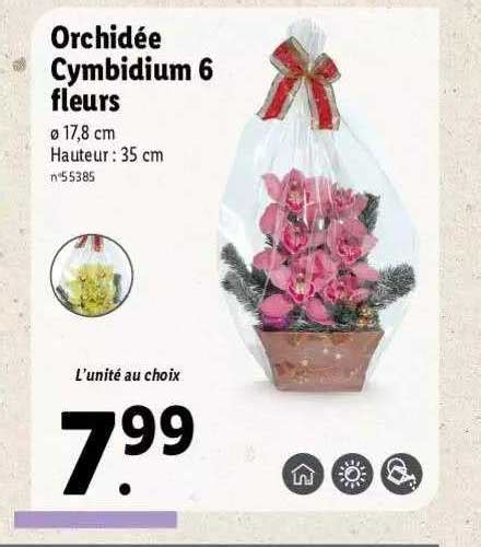 Promo Orchidée Cymbidium 6 Fleurs chez Lidl iCatalogue fr