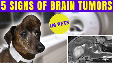 What Are The Symptoms Of A Brain Tumor In A Dog