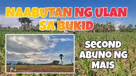 Buhay Probinsya Second Abuno Sa Mais Namin Naabutan Ng Ulan Jelyn