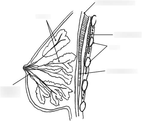 Diagram Of Breast Diagram Quizlet