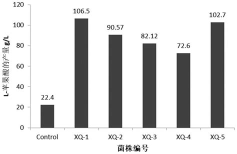 L 苹果酸高产菌株及其应用的制作方法2