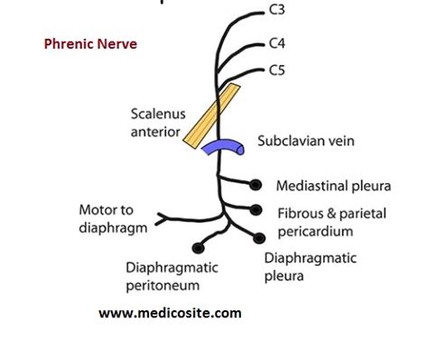 Phrenic Nerve | Anatomy, Course, Phrenic nerve Damage and Pain.