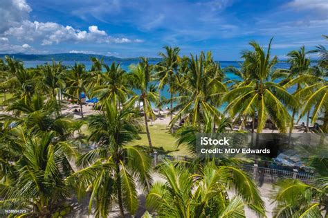 Aerial Of A Coconut Tree Lined Beach At Pangangan Island Calape Bohol