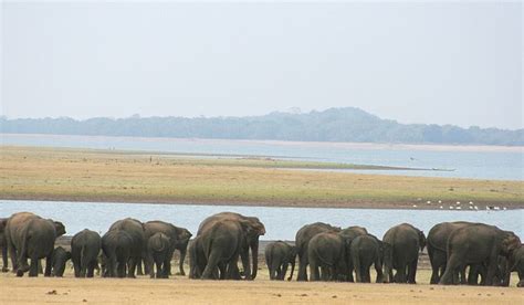 Explore The Minneriya National Park Well Known Places