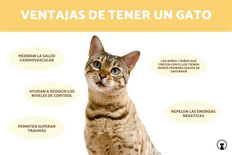 Cuáles Son Los Beneficios De Tener Un Gato Salud Gatuna