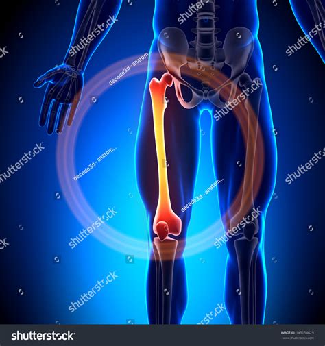 Male Femur Anatomy Bones Stock Photo 145154629 Shutterstock