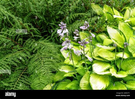 Garden Hosta fern garden border Stock Photo - Alamy