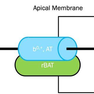 Slc A Encodes The Rbat Subunit Green And Slc A Encodes The B At