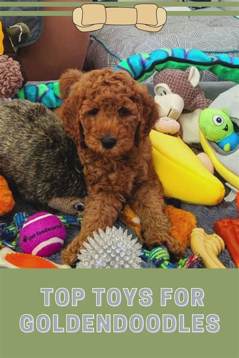 Best Dog Toys For Goldendoodles Dogcrates