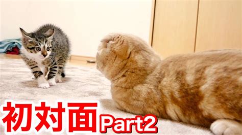 初対面なのに攻撃をしまくる子猫に先住猫がとった意外な行動！ Youtube