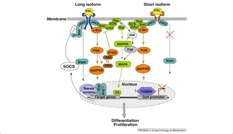 Impact Of Prolactin Receptor Isoforms On Reproduction Trends In