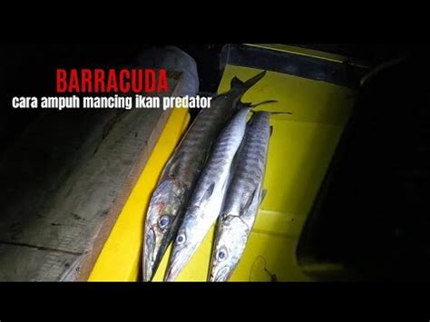 Cara Ampuh Mancing Barracuda Belut Sawah Di Jadikan Umpan Ikan