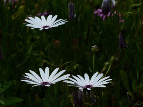 Free Images Nature Grass Blossom White Field Lawn Meadow