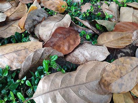 Autumn Leaves in the Rainy Season Spread on the Floor Stock Image - Image of season, cement ...