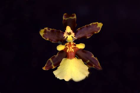 Close Up Of Dancing Ladies Orchid Naturetime