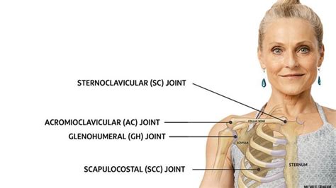 What To Know About The Shoulder Girdle Yoga Anatomy Body Joints Injury Prevention