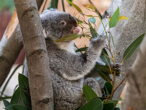 Experts Claim Koalas Are Functionally Extinct After Australian