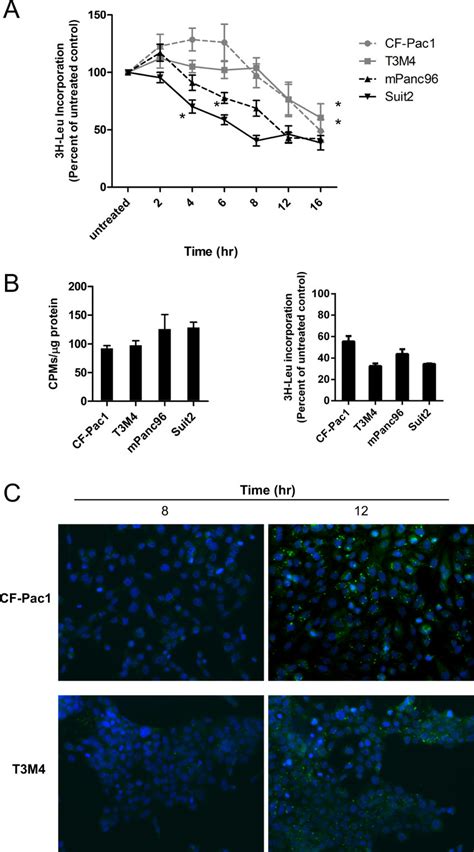 Bortezomib Sensitive Cells Display Delayed Translation Attenuation And Download Scientific