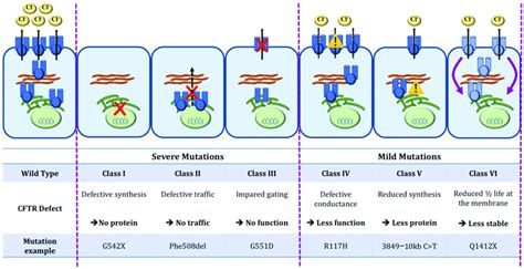 Classification Of Cftr Mutations Cftr Protein Is Located At The Apical