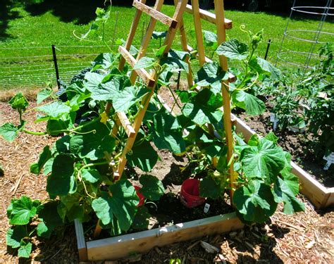 Growing Cucumbers In Small Spaces: Tips For Urban Gardeners - MAXIPX