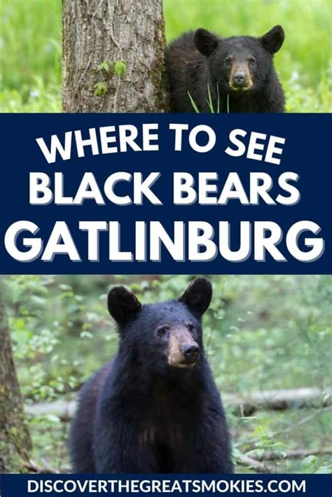 Where To See Black Bears In The Smoky Mountains Gatlinburg TN