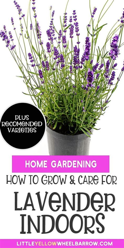 Lavender Plant Indoors Expert Tips For Successful Growing Lavender