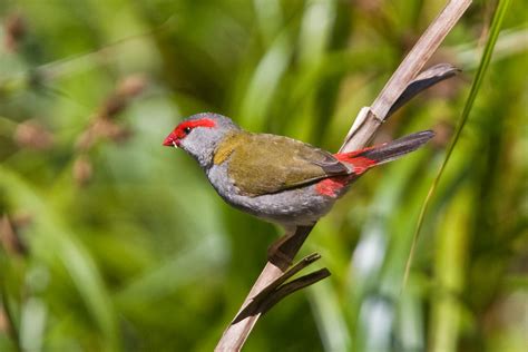 Bird Gallery