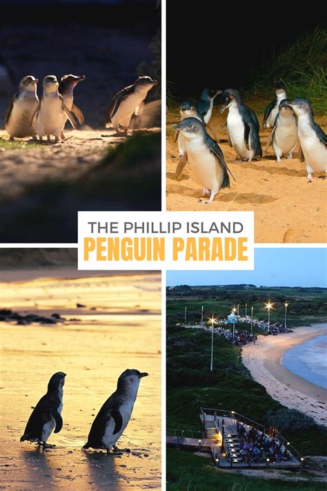 An unforgettable night at the Phillip Island penguin parade