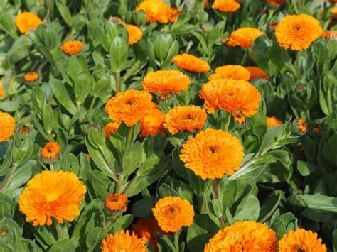 These 9 Calendula Varieties Are Perfect For Bedding Arrangements Or ...