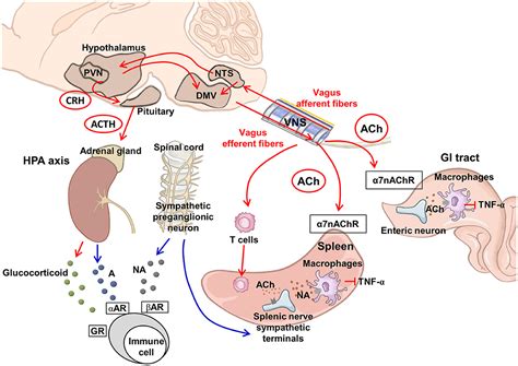 Frontiers Neuroimmunomodulation Of Vagus Nerve Stimulation And The