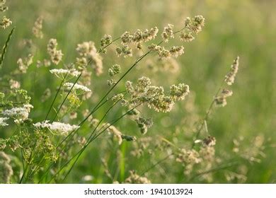 Erect Spiderling Boerhavia Erecta L Small Stock Photo