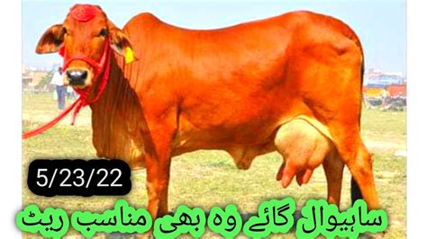 Pak Biggest Sahiwal Cow Farm 33 Kg Milk Record Milking Cows YouTube