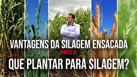 Vantagens Da Silagem Ensacada Parte IX Que Devo Plantar Para Silagem