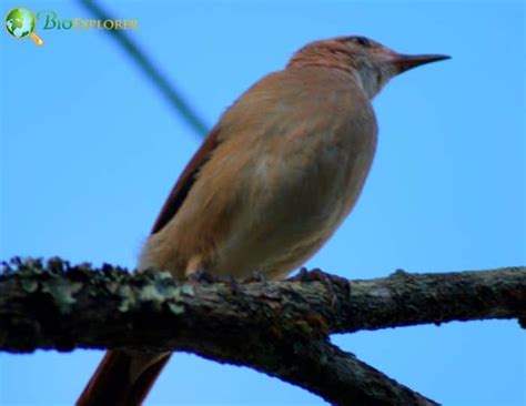 Rufous Hornero | Furnarius rufus | Ovenbird of South America