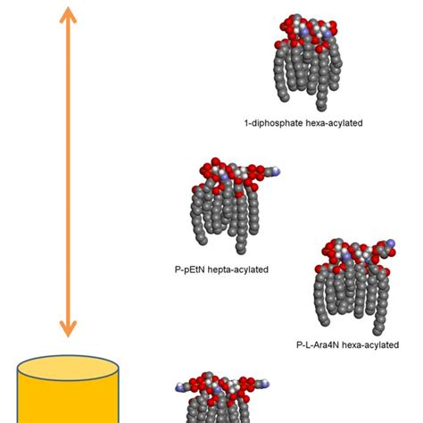 Model Illustrating The Diversity Of Lipid A Structures And Their Download Scientific Diagram