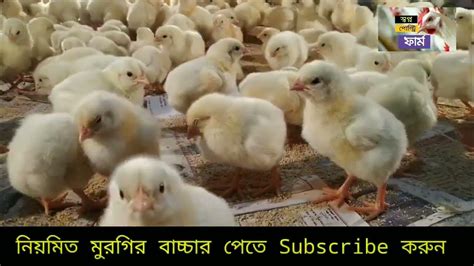 ২৬ জুন 🐥🐓 আজকের ব্রয়লার ও সোনালী কক সহ সকল মুরগির বাচ্চার দাম। আজকে