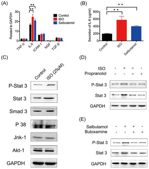 The Il 6 Stat 3 Signal Pathway Is Activated When Recellularized Liver Download Scientific