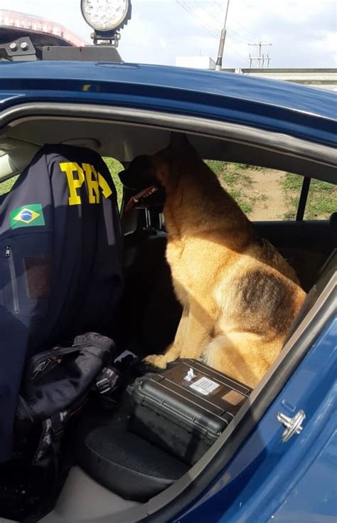 Fotos Policiais Resgatam Cadela Debilitada Abandonada Na BR 101 CLICSC